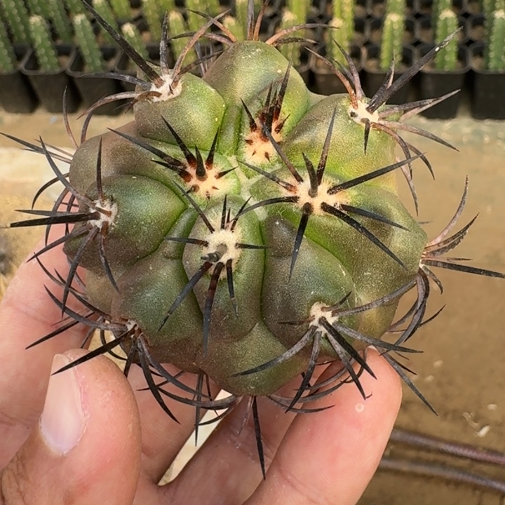 龙魔玉无根55666666