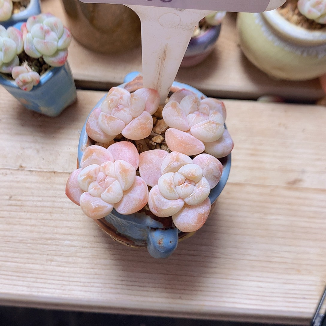 月亮脱土发货四头冰玉