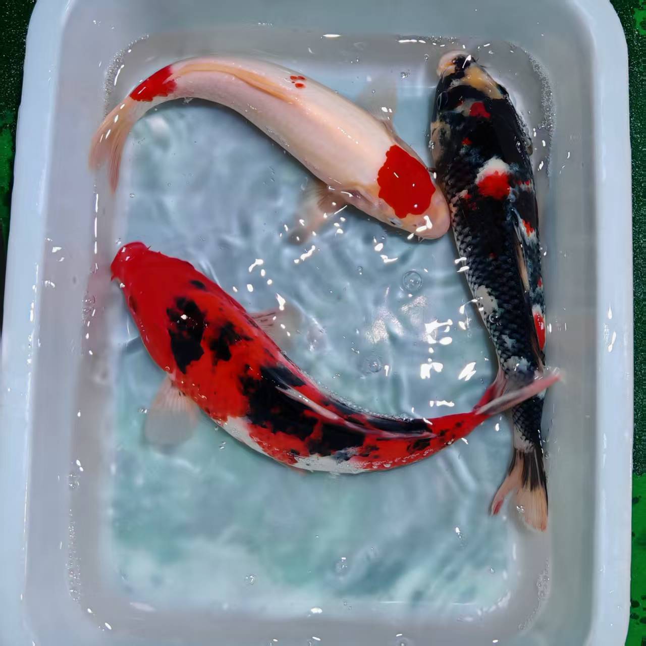 锦鲤三色锦鲤淡水冷水观赏鱼好养耐活