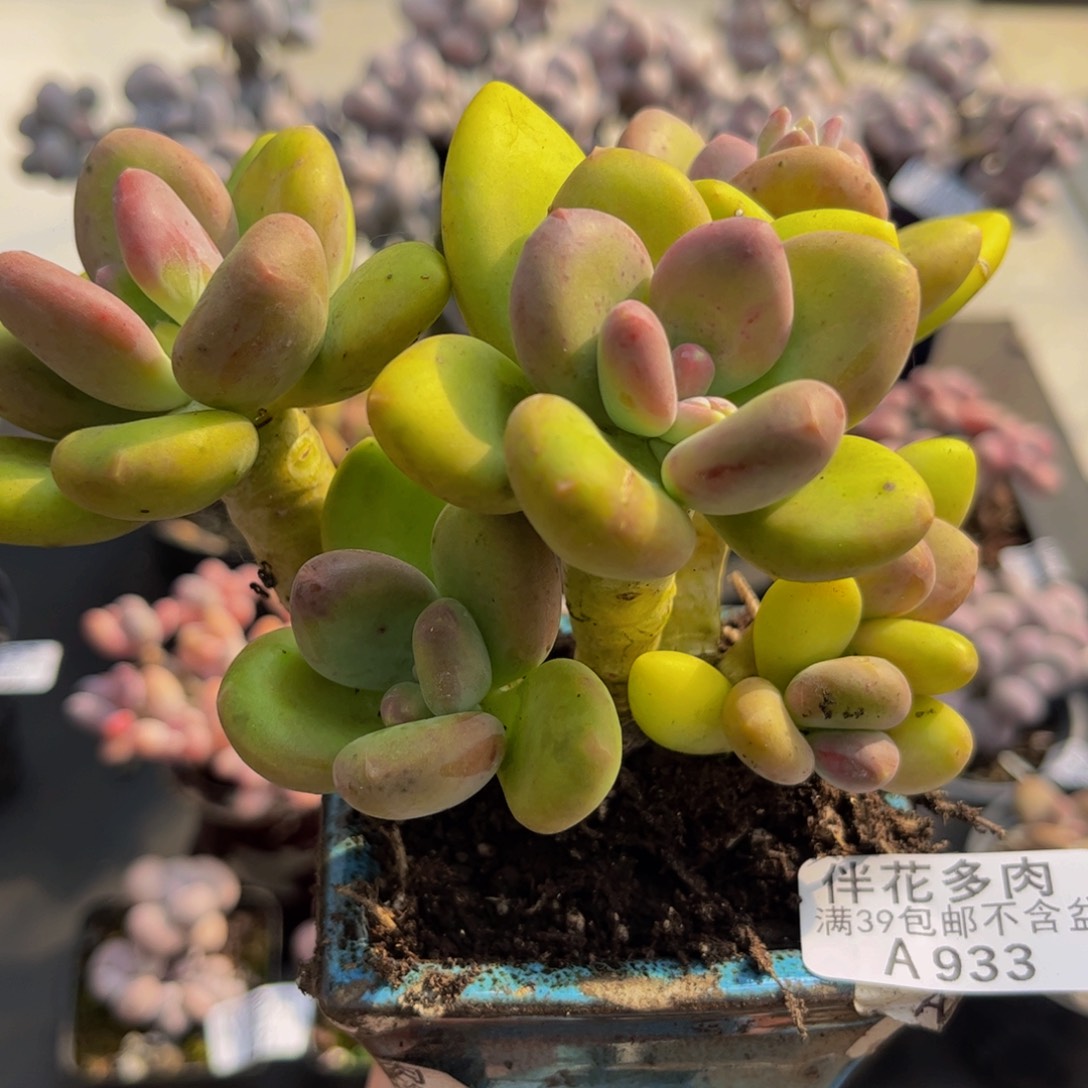 933/10cm芒果奶多肉植物