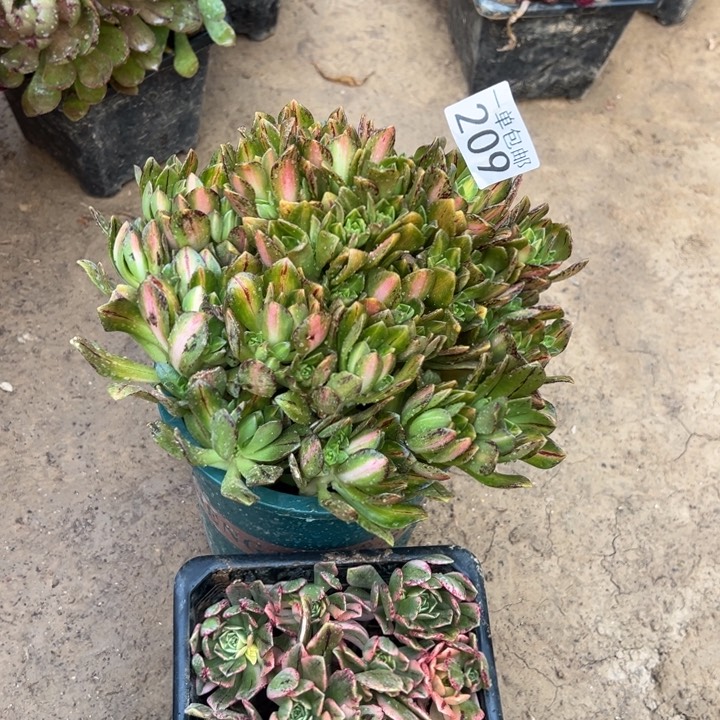 209绿茶➕甜茶多肉