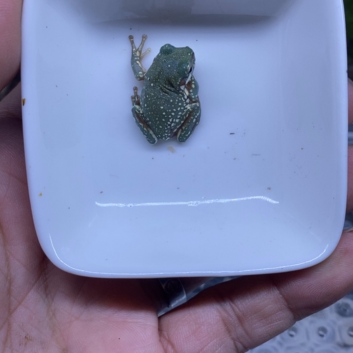 老爷树蛙澳蓝雪花