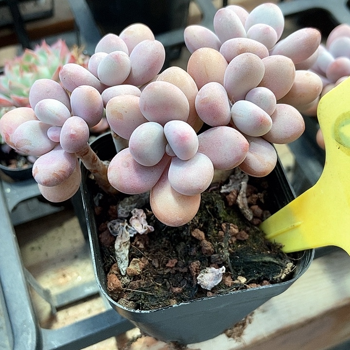 多肉植物丸叶桃蛋6118