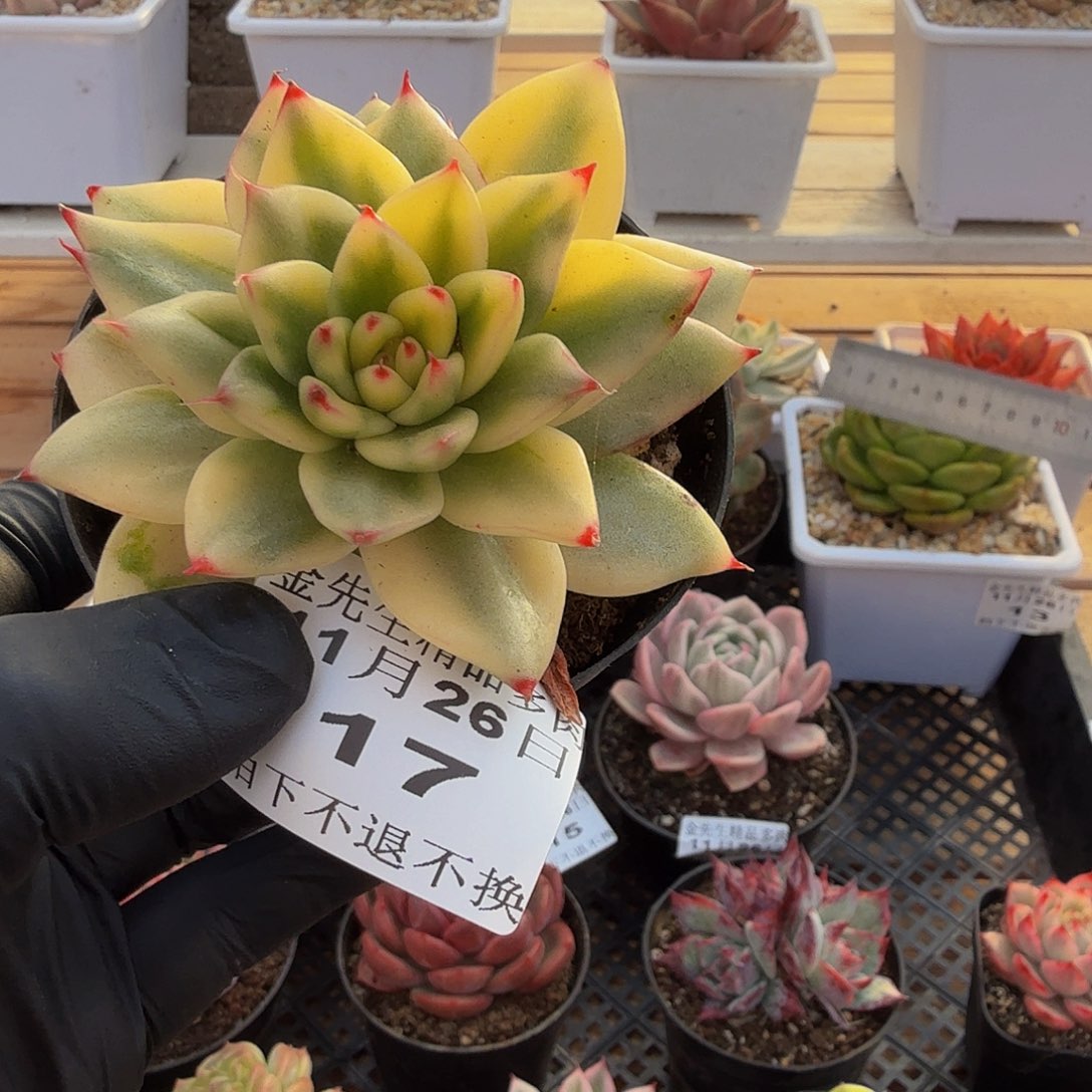 1126-17韩乌锦单头