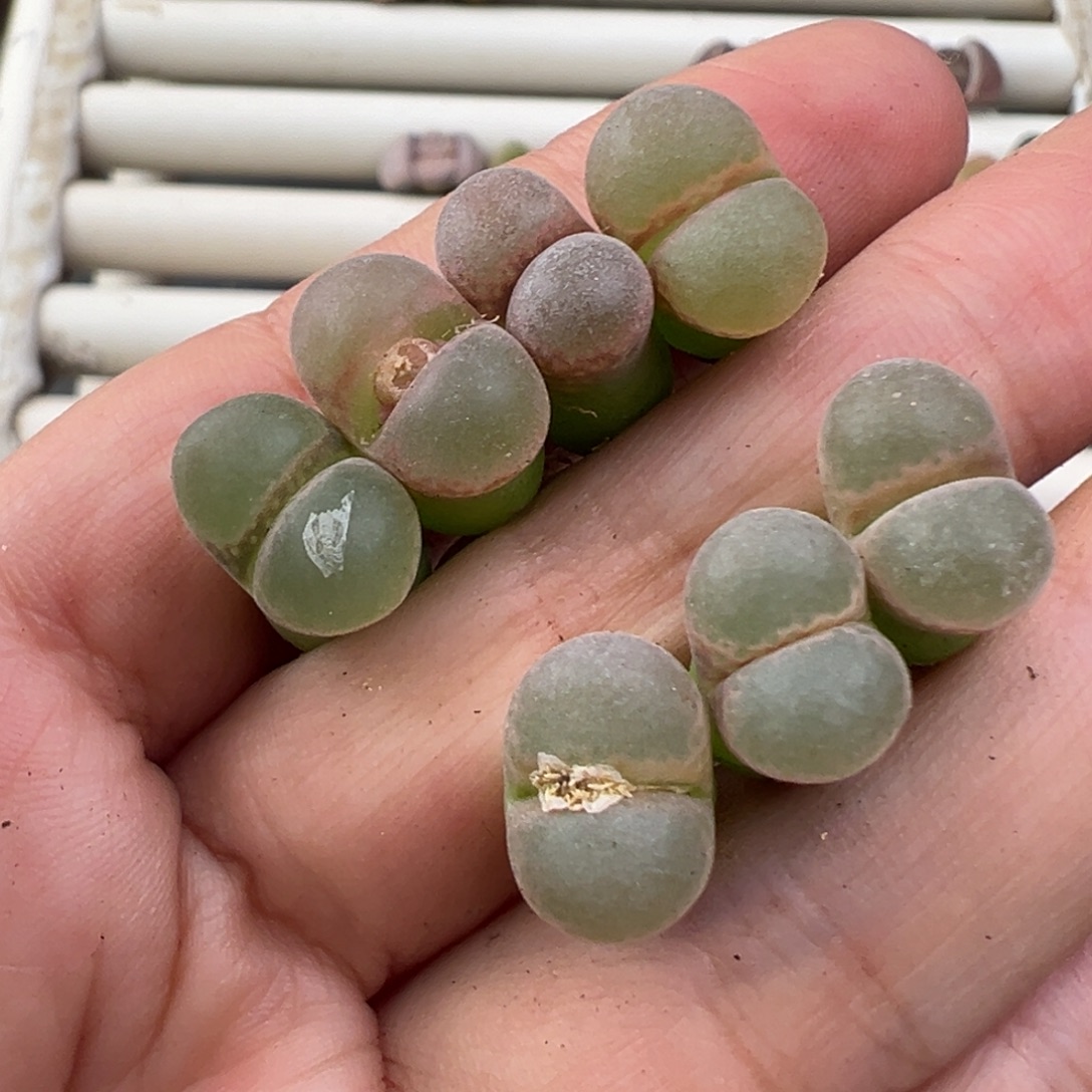 12.24好看的多肉脱土发货628