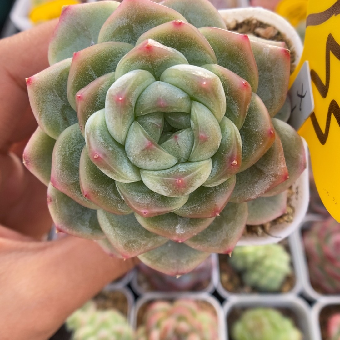 x1钻心珍妮933号。  