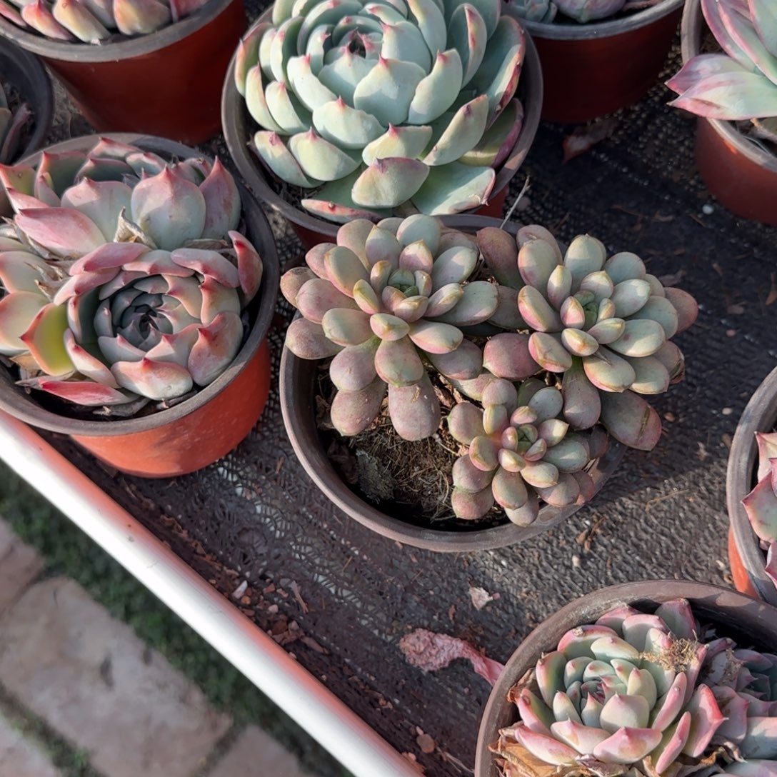 无花朵葡萄三头群