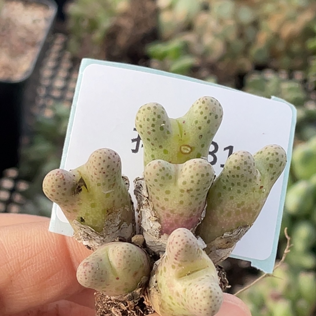 阳***宝5-31肉锥多肉植物