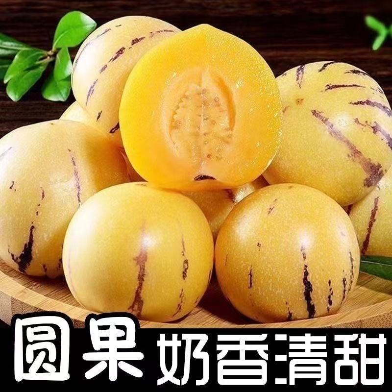 云南人参果树上熟黄肉圆果果当季新鲜清甜多汁低糖水果
