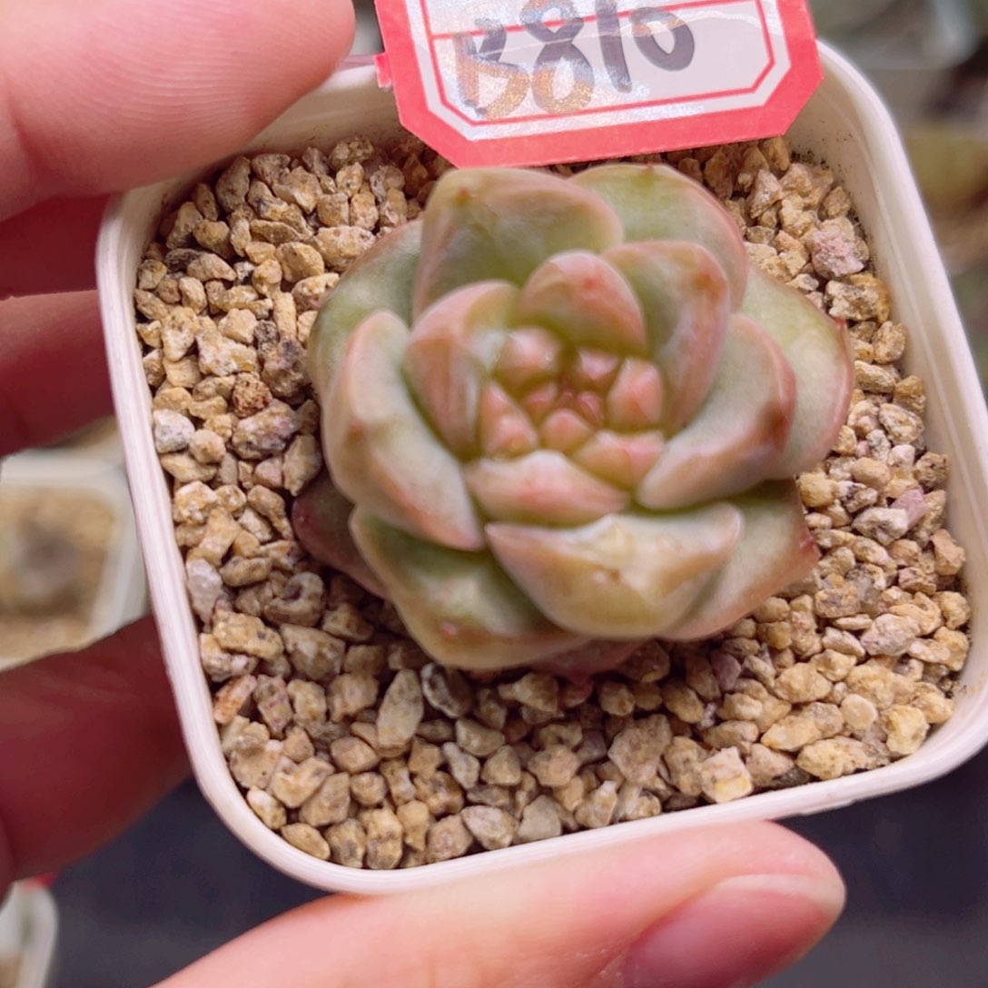 B810 一物一拍 珍妮放漏18包邮