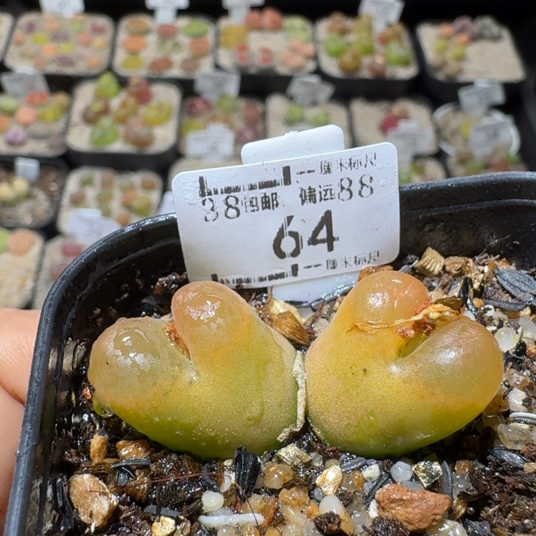 Ssss好货也福利便宜64