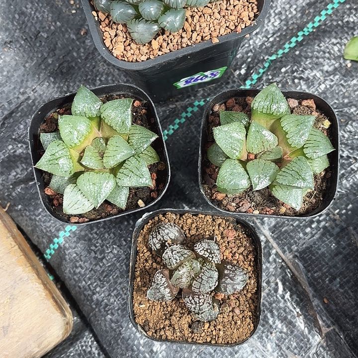四颗组合多肉植物