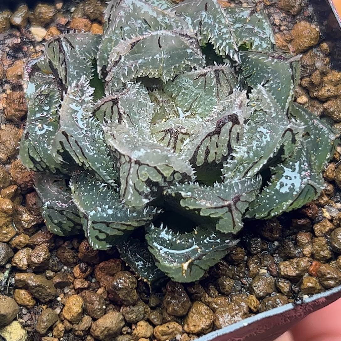 魔刺巨大化母本十二卷多肉