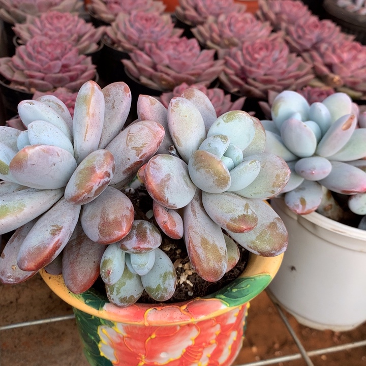 胖体雪美人多肉植物两单包邮