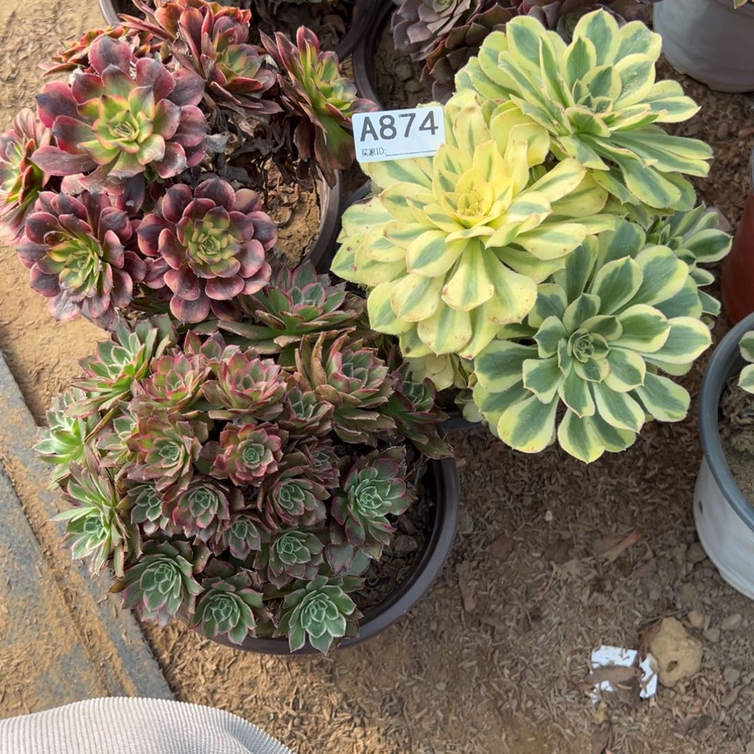874五颗组合多肉植物