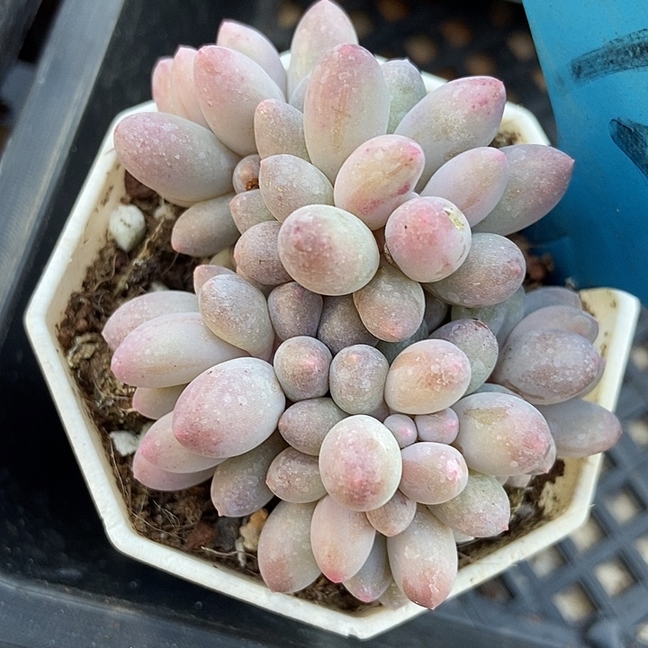 多肉植物手指7269