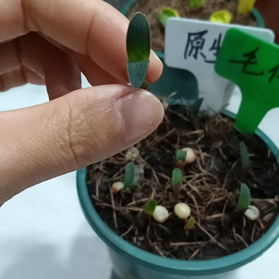 开***心无花朵特色花卉君子兰小苗君