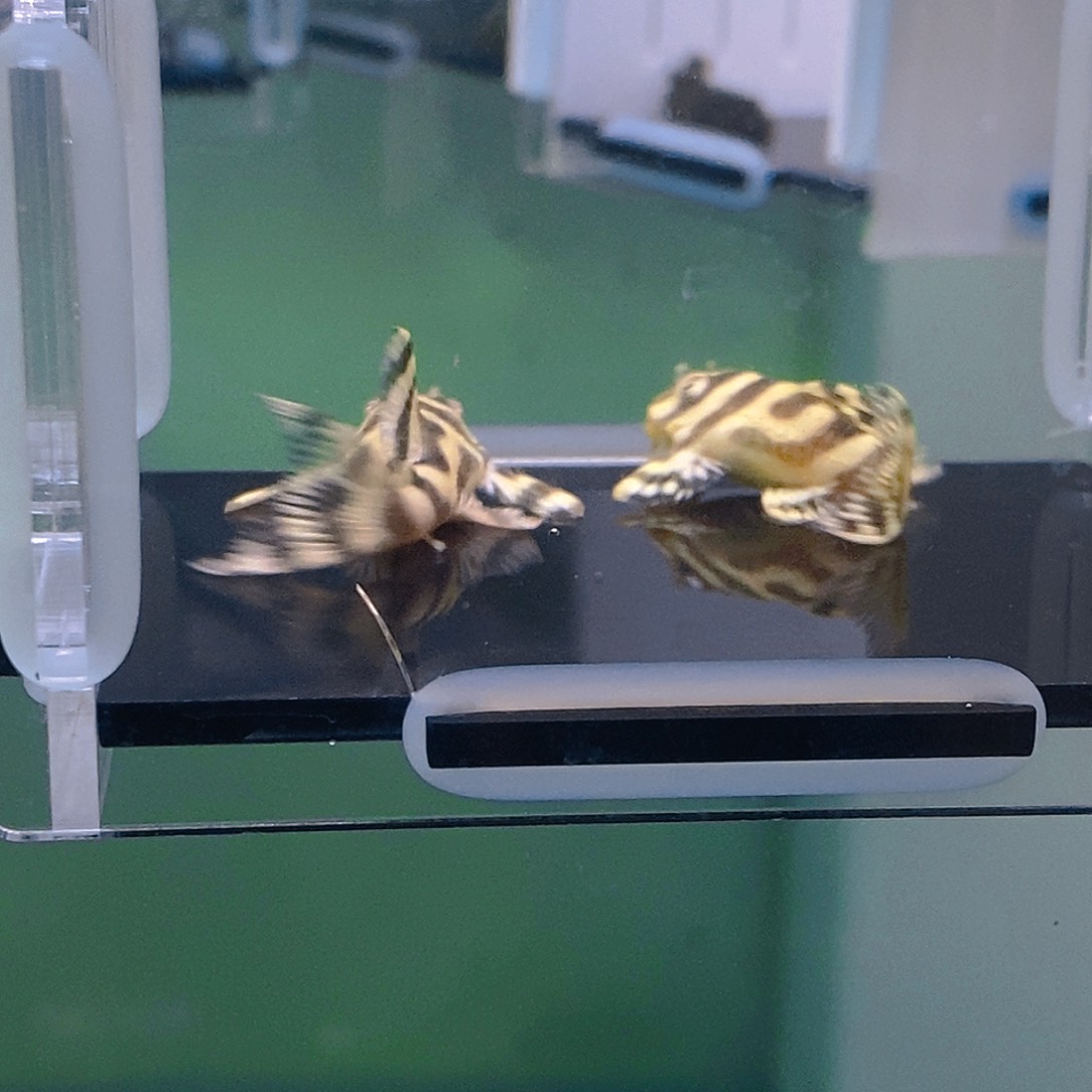 清道夫鱼皇室26号