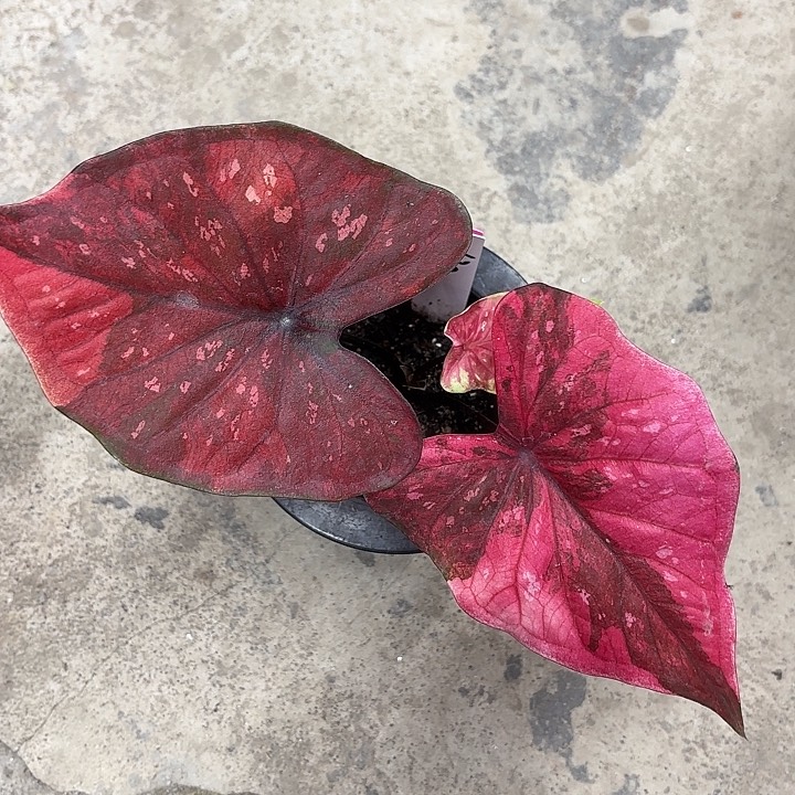 30-0220彩叶芋广东现货