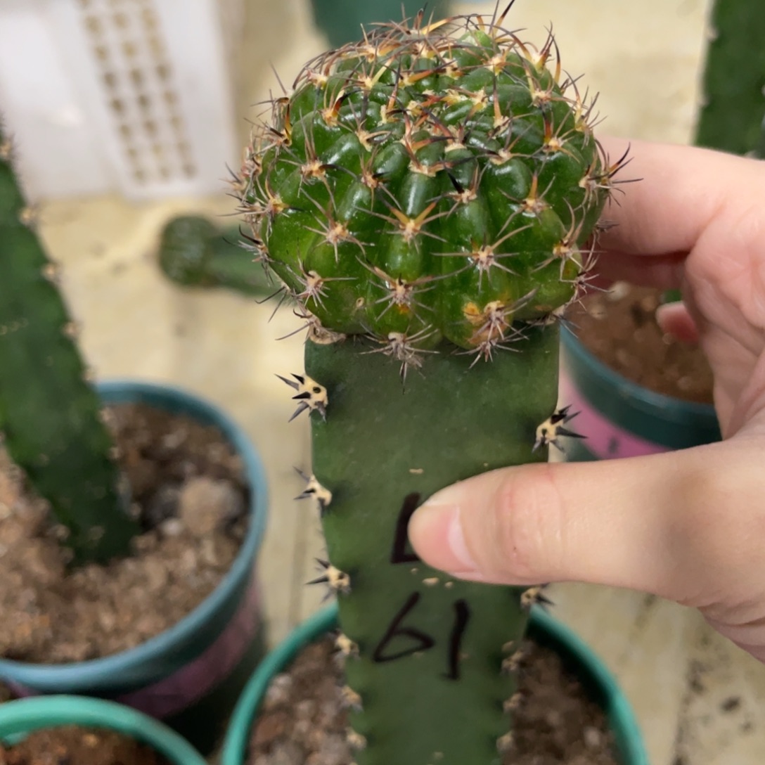 新品丽花L61母本袖铺