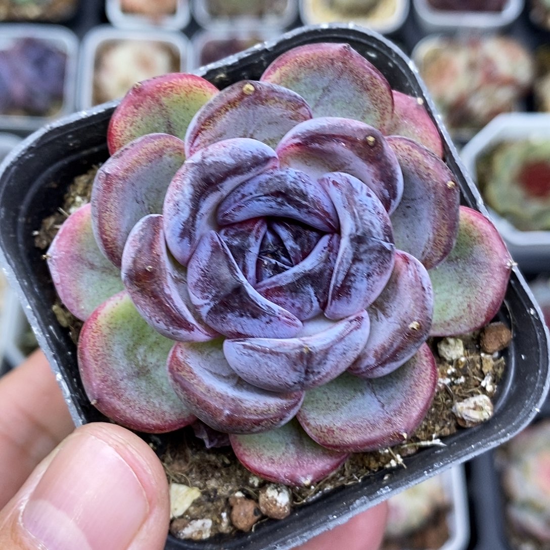 黑橙6.5厘米盆脱土发