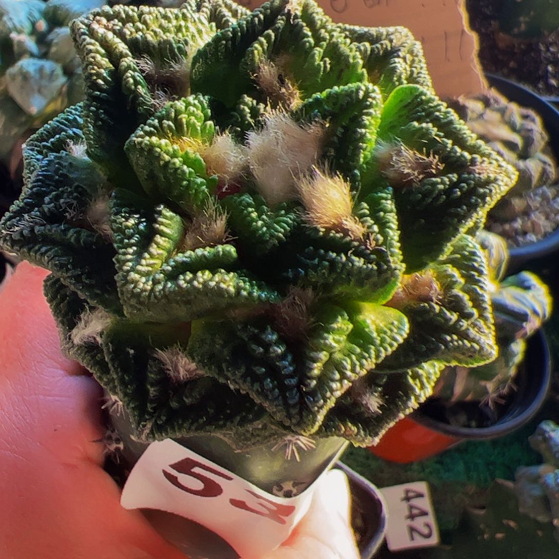 无花朵隔尤辛顿牡丹534