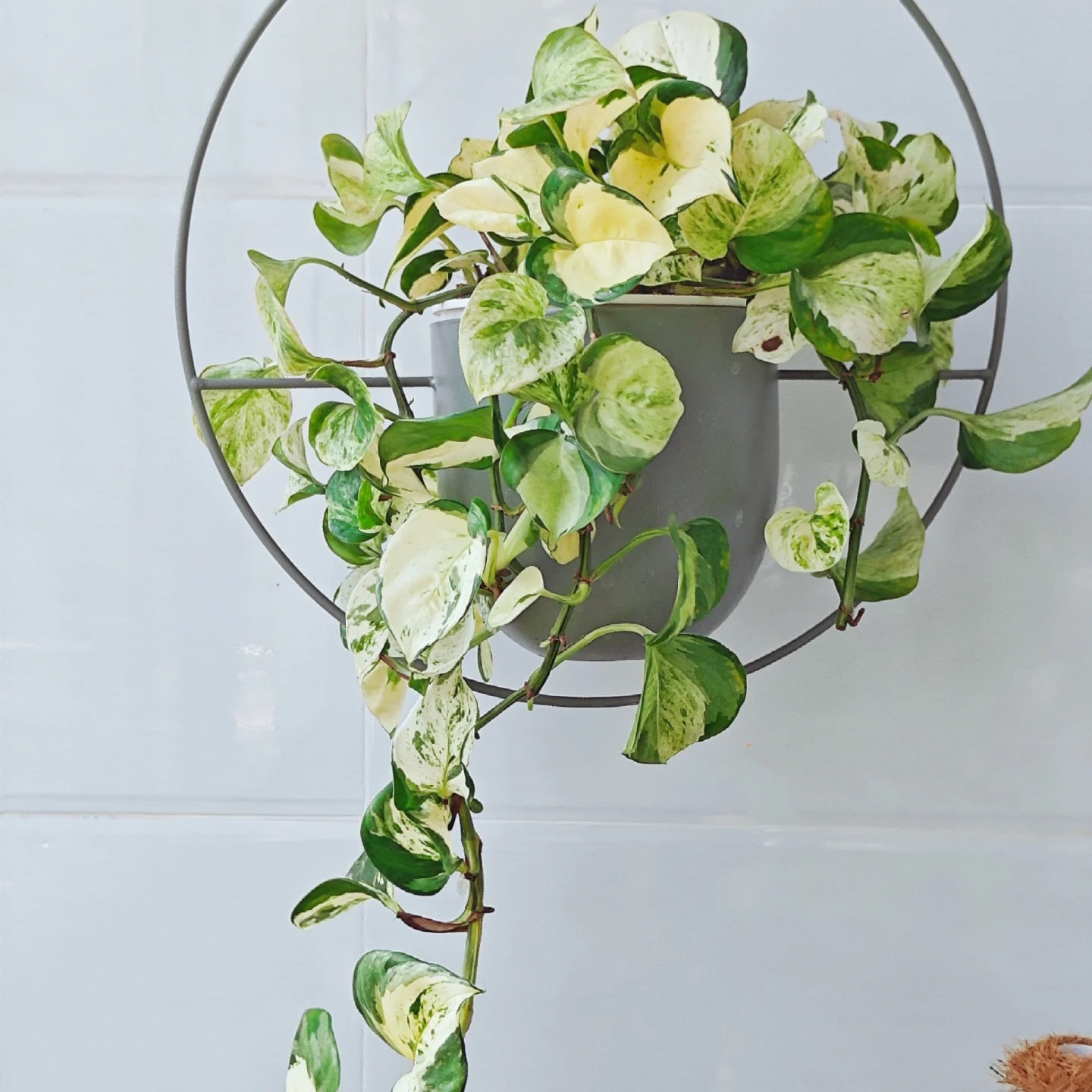 快乐叶子盆栽室内ins北欧风大叶锦化观叶垂藤耐高温耐阴长藤绿植