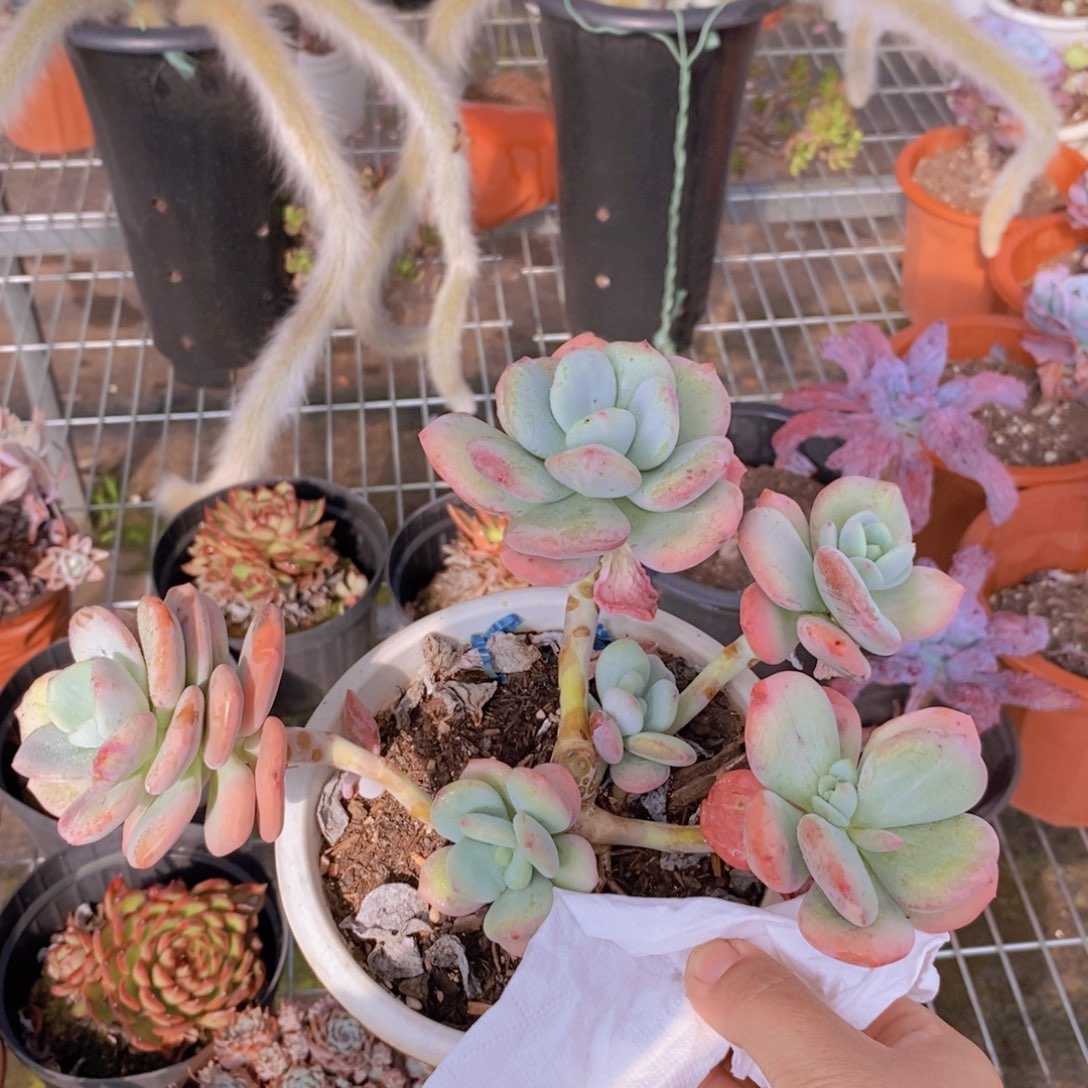 551貂蝉老桩一物一拍