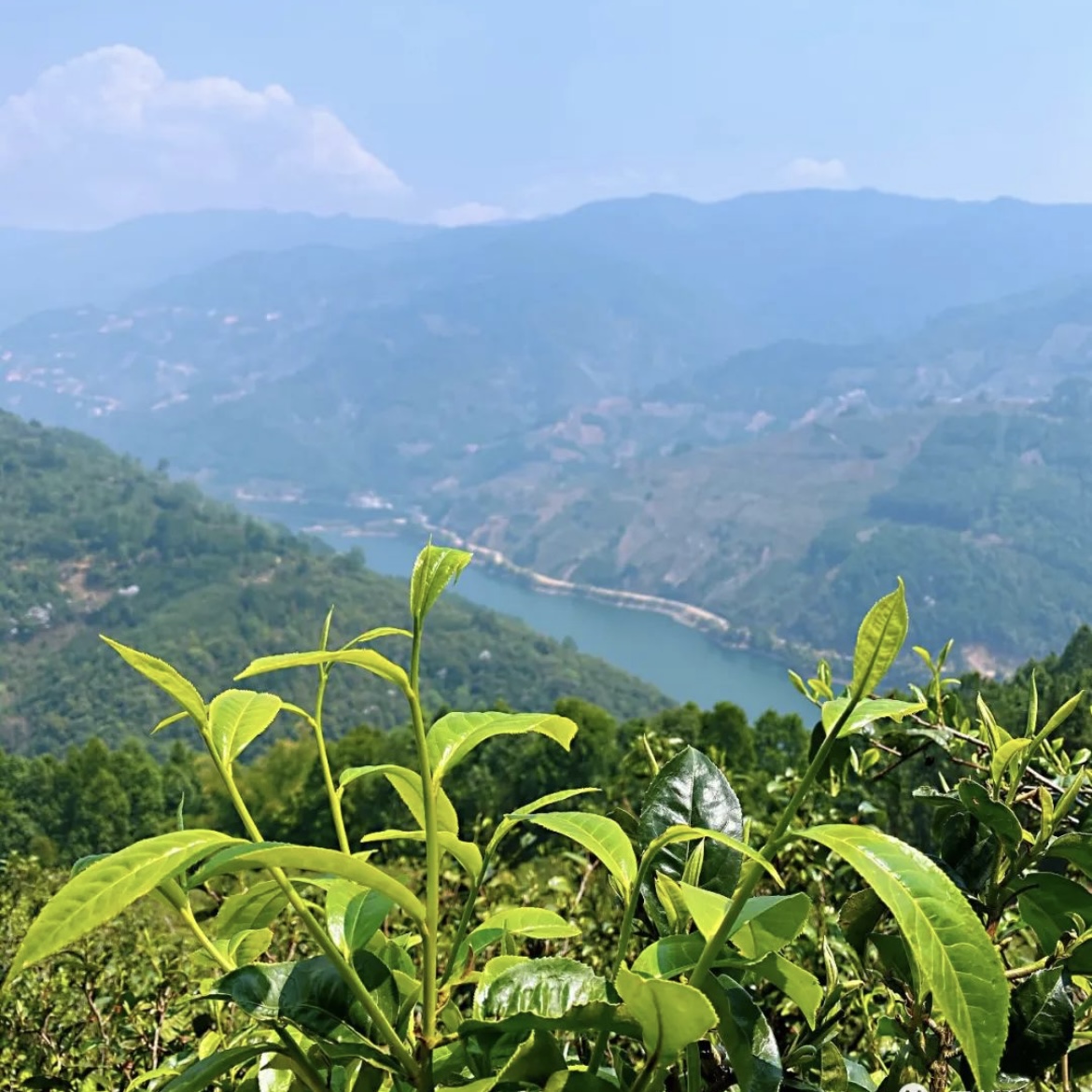 高端普洱茶古树试喝