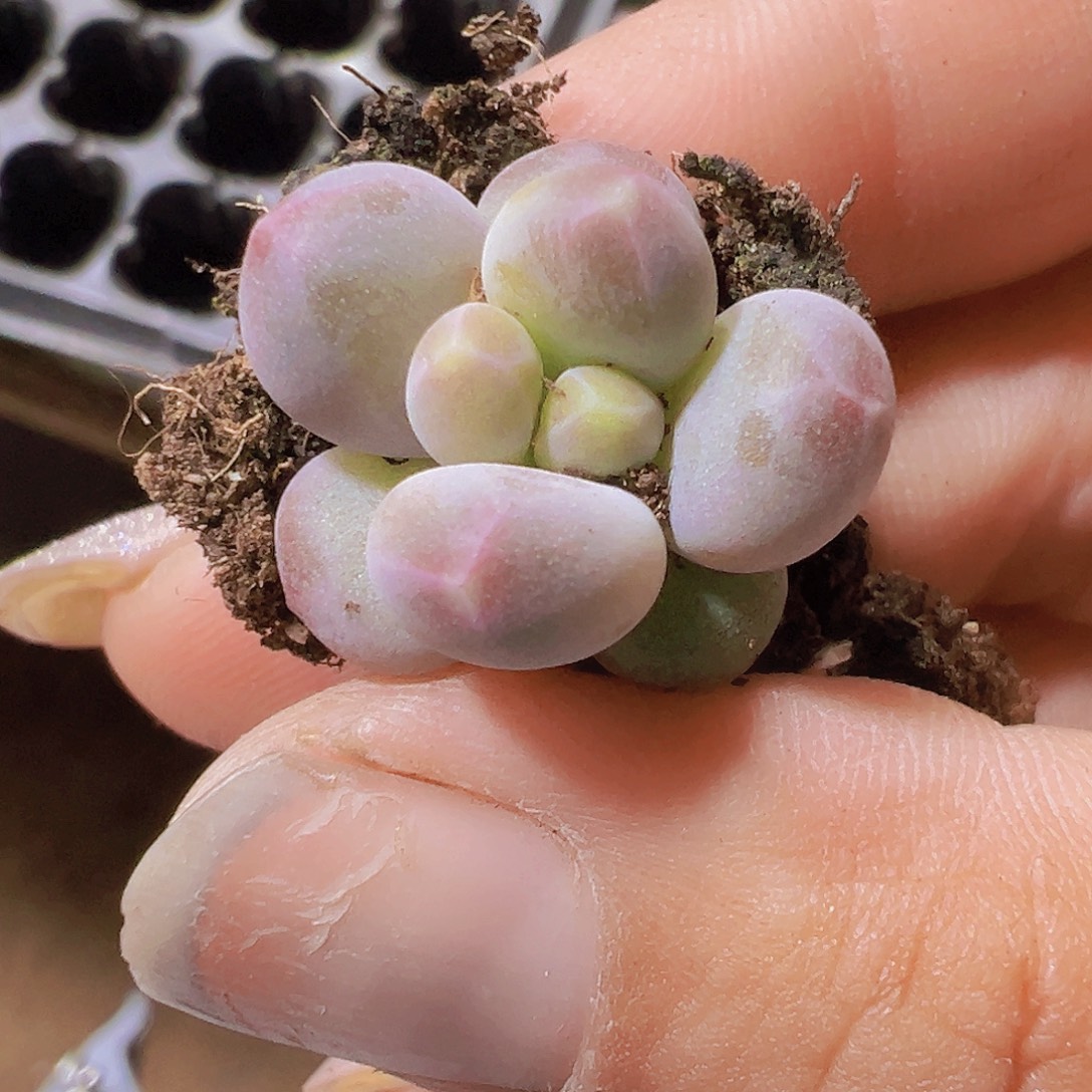 咖啡豆2个19包邮多肉植物