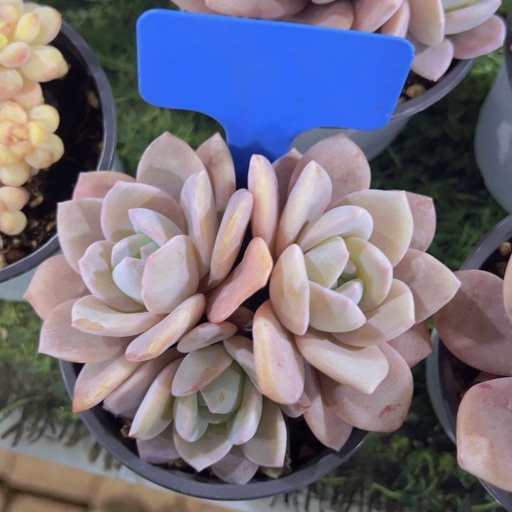 健健康康平平安安