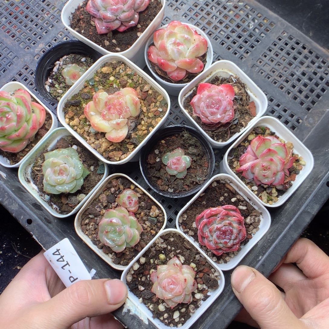 无花朵P144yyyyyyyyyyy