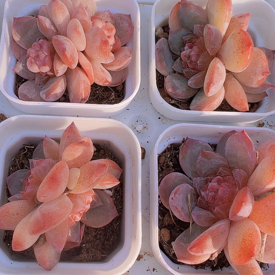 双头云岚19包邮多肉