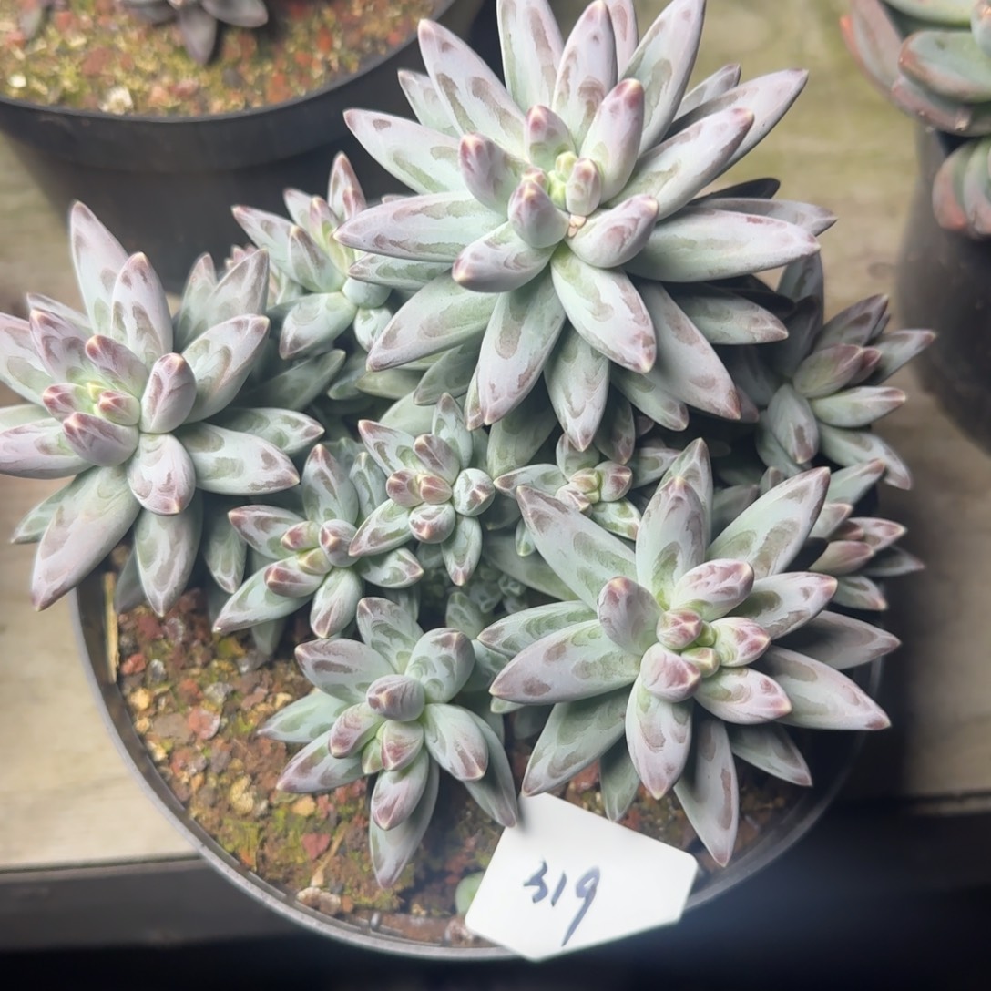 大****319凤羽凡艺多肉///