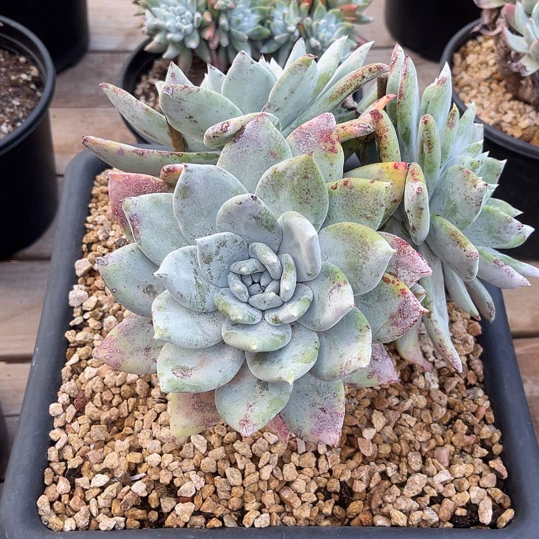 小鹿多肉一物一拍8533