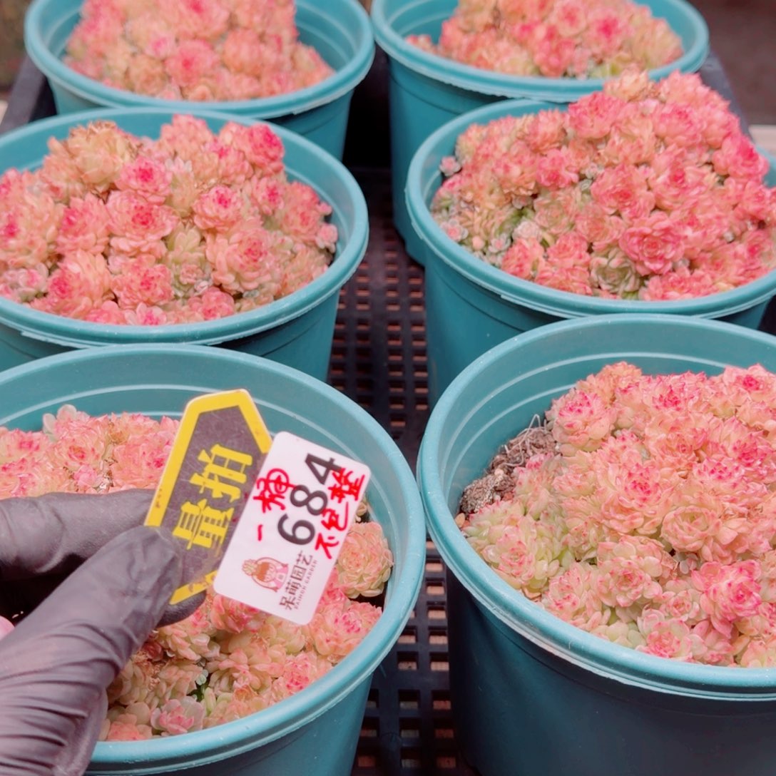 多肉植物多肉植物