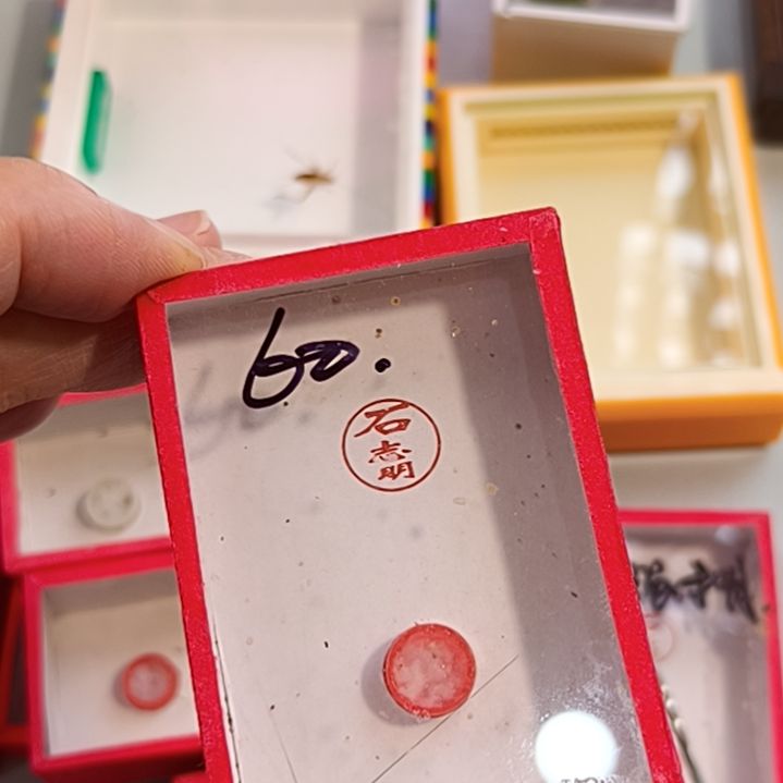 財***杂青一条60大黄一条