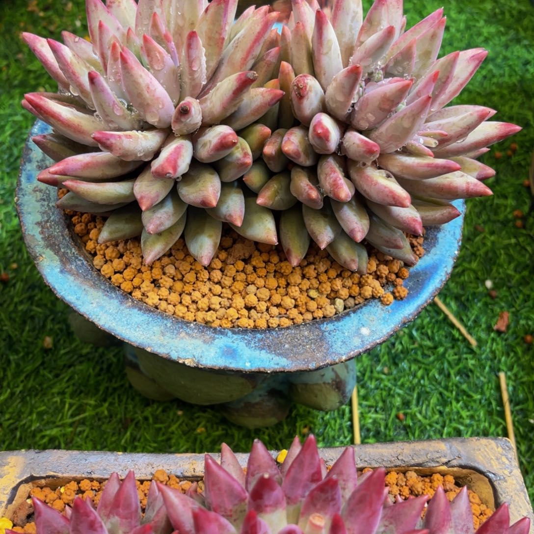 刚*虞美人发货1111111