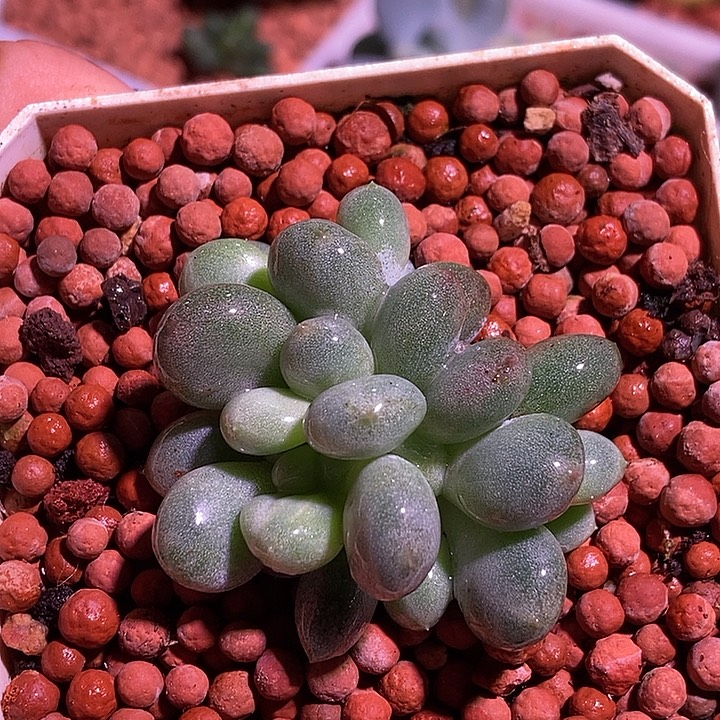 小***园香香雪多肉植物多肉