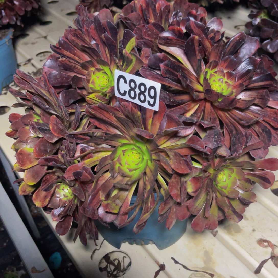 梅花法师7///45包邮