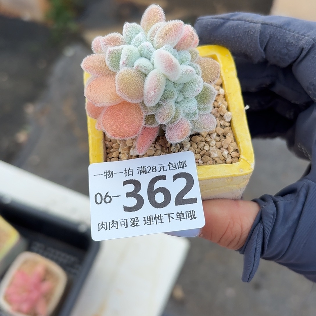 雪晃星缀化无盆土发货