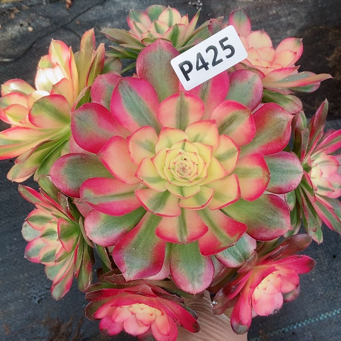 红陶425荔枝5冠服18