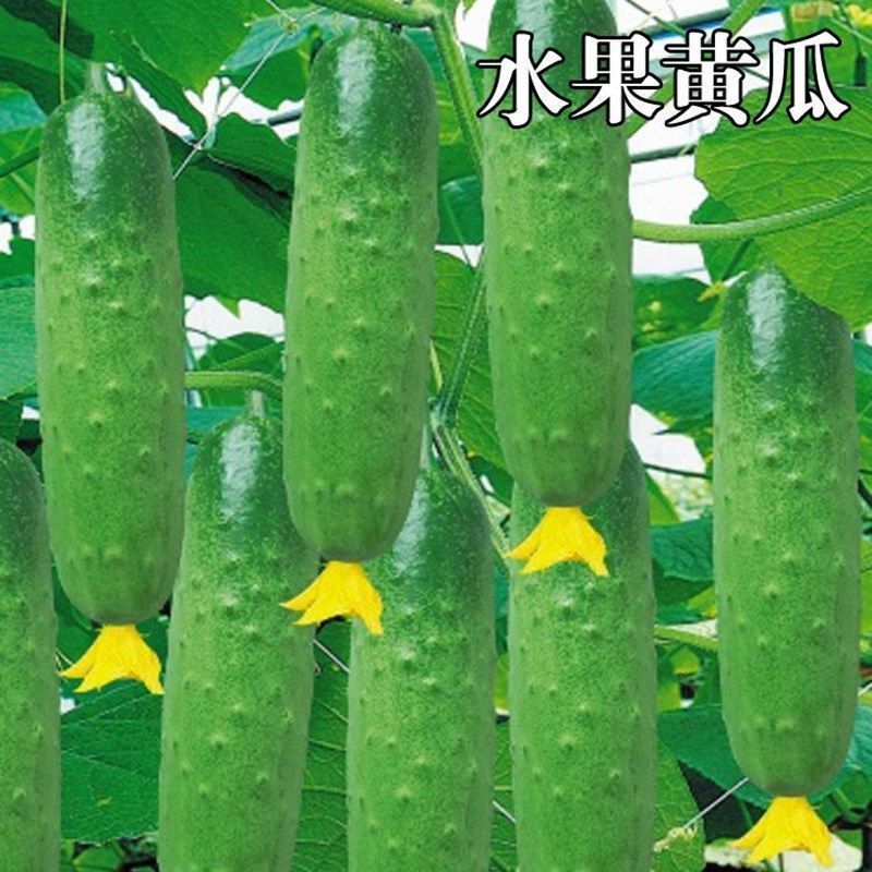 水果黄瓜苗子根部带土发货