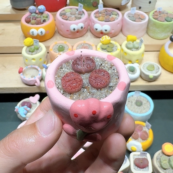 红陶蘑菇477紫柘榴