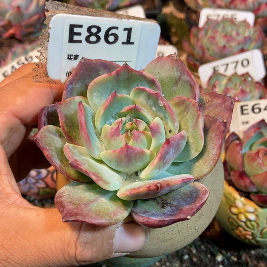 惊鸿一瞥861号多肉