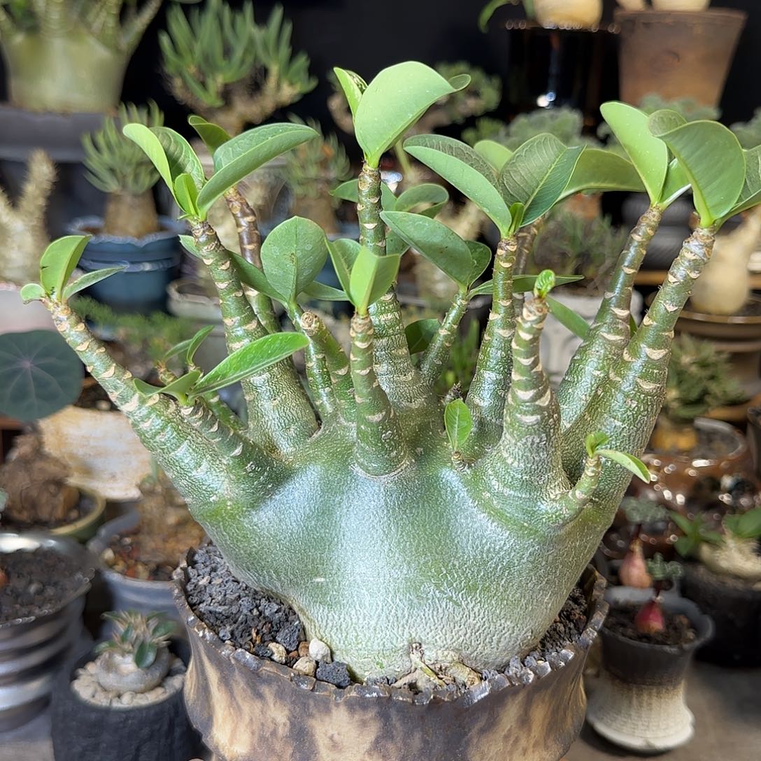 一物一拍哥斯拉沙漠玫瑰15