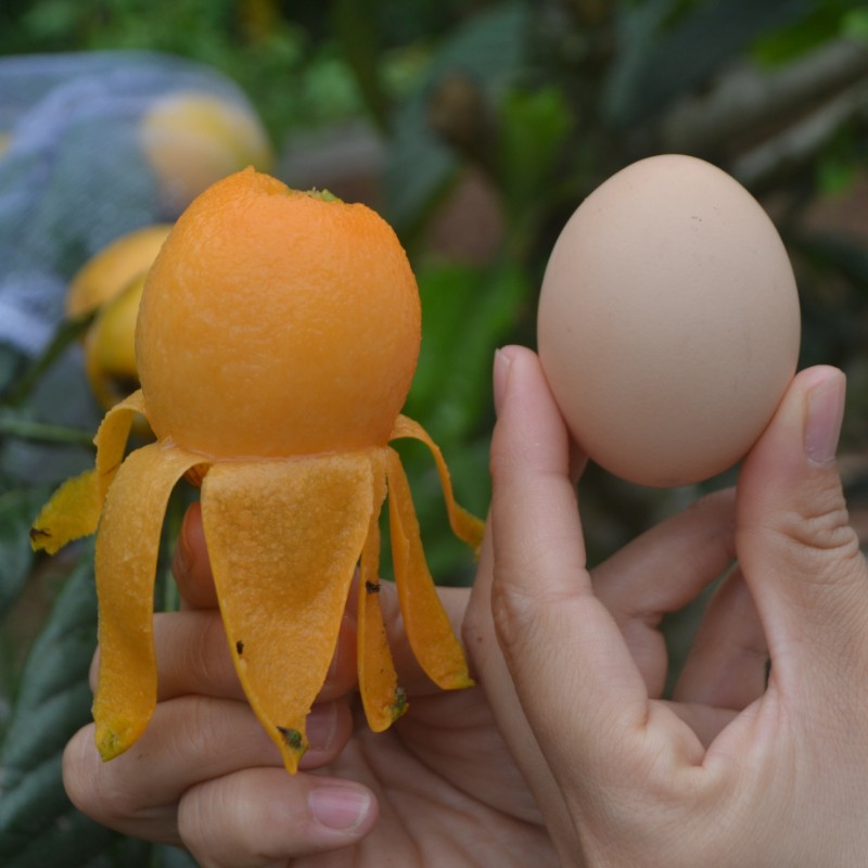 新号开播超级实惠大五星枇杷苗果子大产量高真的很实惠