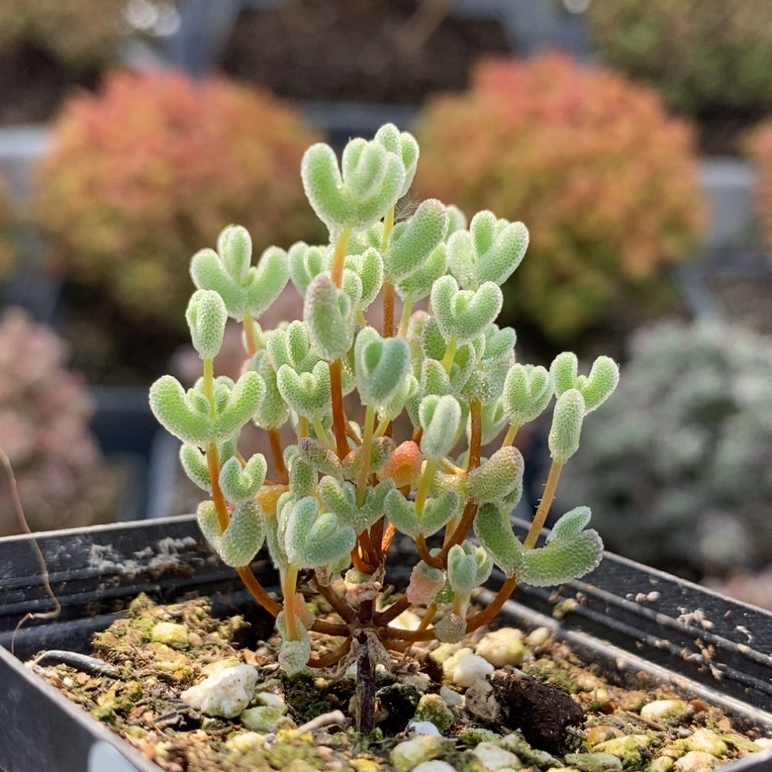 实生莱斯5642枝干番杏