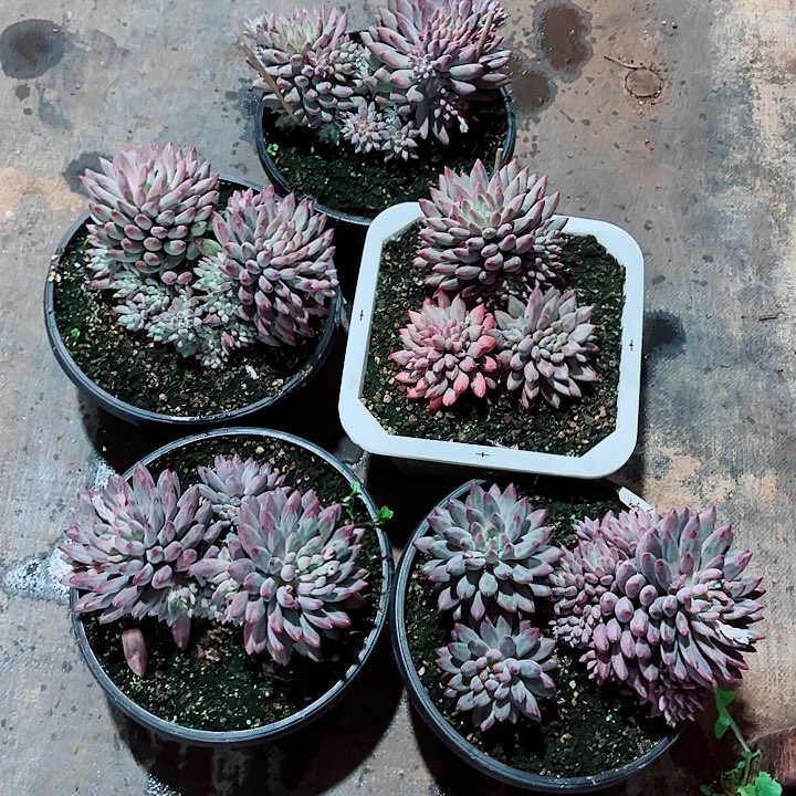 流沙体虞美人超多头精品多肉地板价