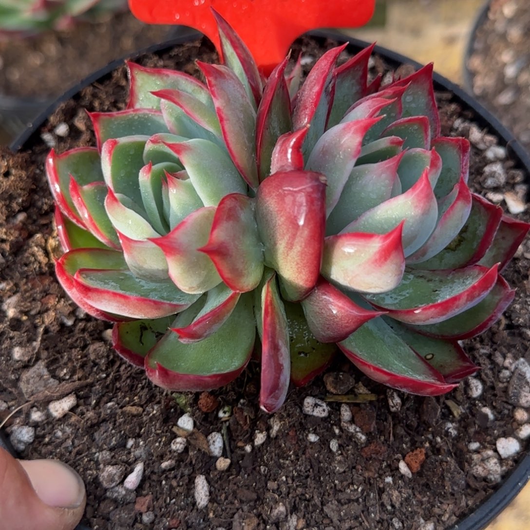 惊鸿一物一拍包装收缩花旱178